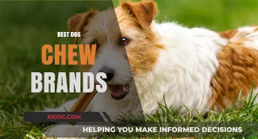 Top-Rated Dog Chew Brands: Safe and Durable Options for Your Furry Friend