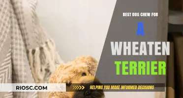 Top Chew Toys for Wheaten Terriers: Safe and Durable Options to Keep Your Pup Happy and Healthy