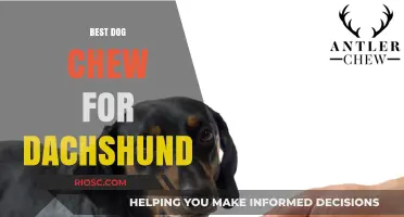 Top Dog Chew Picks for Dachshunds: Safe and Durable Options for Your Sausage Dog
