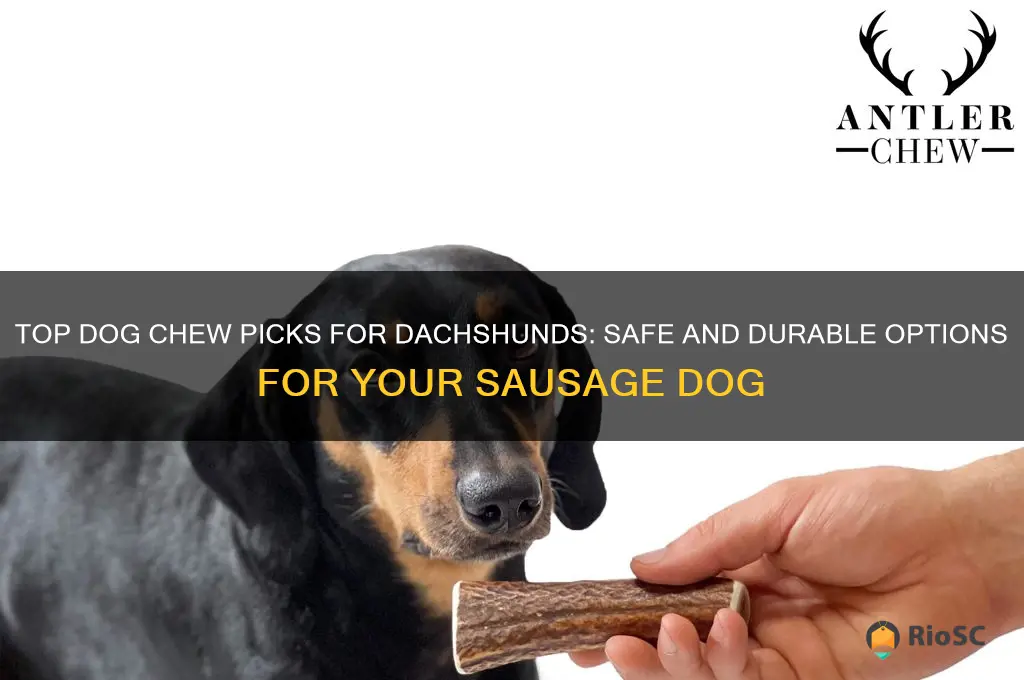 best dog chew for dachshund