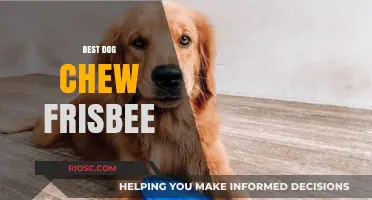 Top-Rated Dog Chew Frisbees: Durable, Safe, and Fun Options for Your Pup