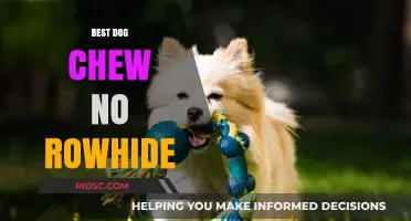 Safe and Durable Alternatives: The Best Dog Chew Options Without Rawhide