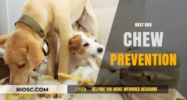 Effective Strategies to Prevent Destructive Dog Chewing and Protect Your Home