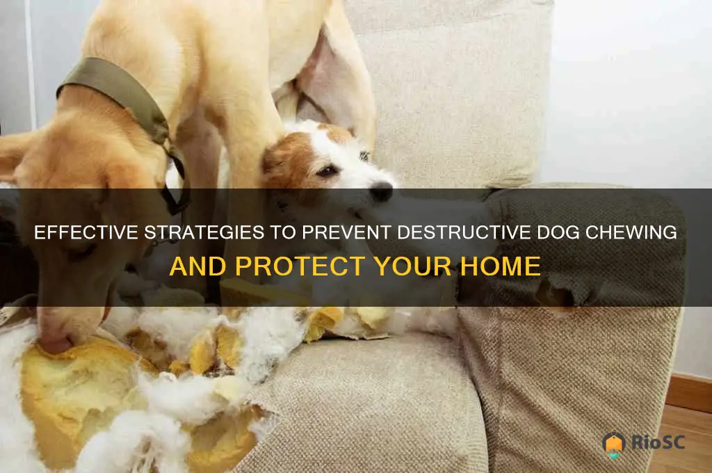 best dog chew prevention