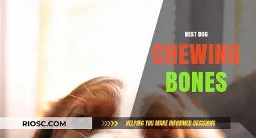 Top-Rated Dog Chewing Bones: Safe and Durable Options for Your Furry Friend