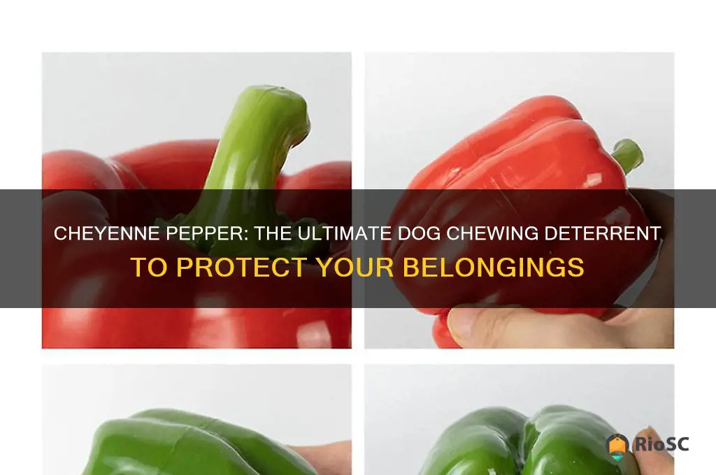 best dog chewing deterrent cheyenne pepper