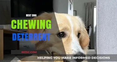Effective Solutions: Top Dog Chewing Deterrents to Protect Your Home and Pet