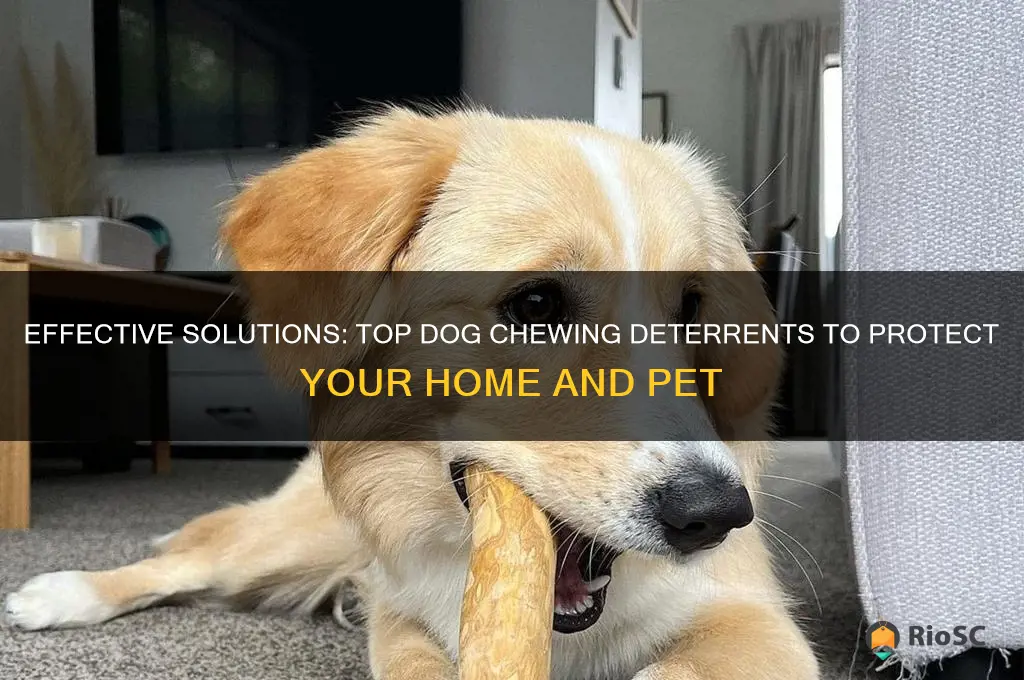 best dog chewing deterrent