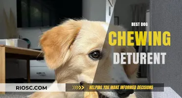 Effective and Safe Dog Chewing Deterrents: Protect Your Home and Train Your Pet