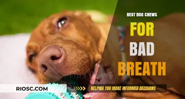 Freshen Your Dog's Breath: Top Chews to Combat Bad Breath and Promote Oral Health
