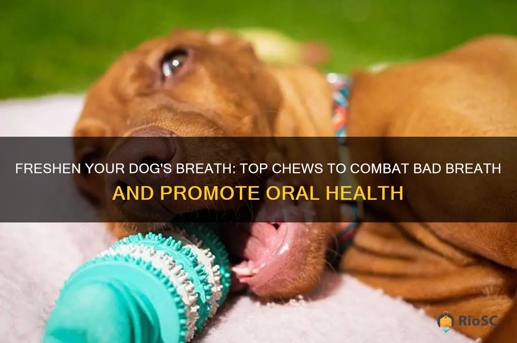 best dog chews for bad breath