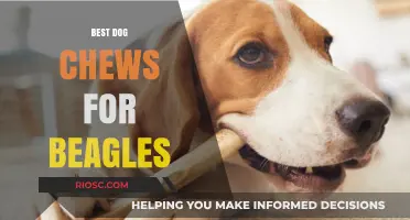 Top Dog Chews for Beagles: Safe, Durable, and Delicious Options to Keep Your Hound Happy