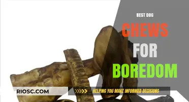 Top Dog Chews to Keep Your Pup Entertained and Beat Boredom