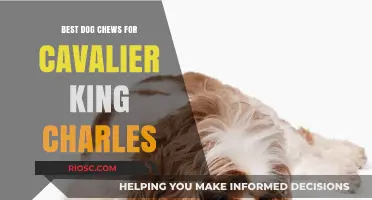Top-Rated Dog Chews for Cavalier King Charles Spaniels: Safe and Healthy Options for Your Furry Friend