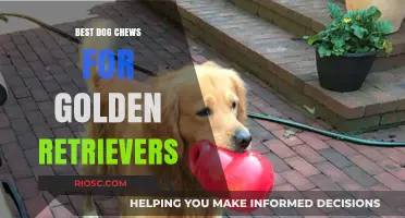 Top-Rated Dog Chews to Keep Your Golden Retriever Happy and Healthy