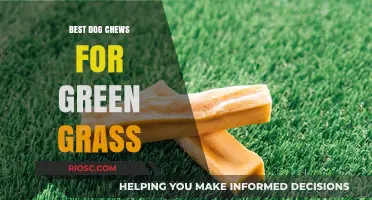 Top Dog Chews to Keep Your Lawn Green and Healthy