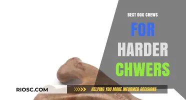 Tough Chews for Strong Jaws: Top Dog Chew Picks for Aggressive Chewers