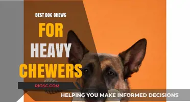 Durable Delights: Top Dog Chews for Heavy Chewers That Last
