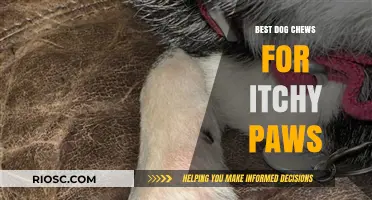 Soothing Solutions: Top Dog Chews to Relieve Itchy Paws