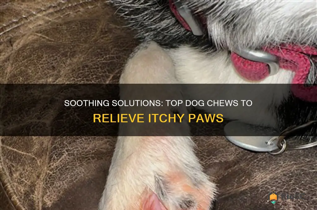 best dog chews for itchy paws