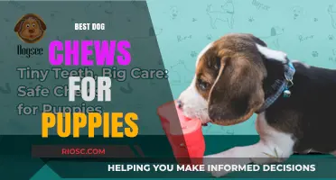 Safe and Tasty: Top Dog Chews to Keep Your Puppy Happy and Healthy