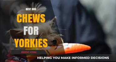 Top-Rated Dog Chews for Yorkies: Safe and Healthy Options for Your Tiny Companion