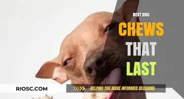 Durable Dog Chews: Long-Lasting Options to Keep Your Pup Entertained and Satisfied