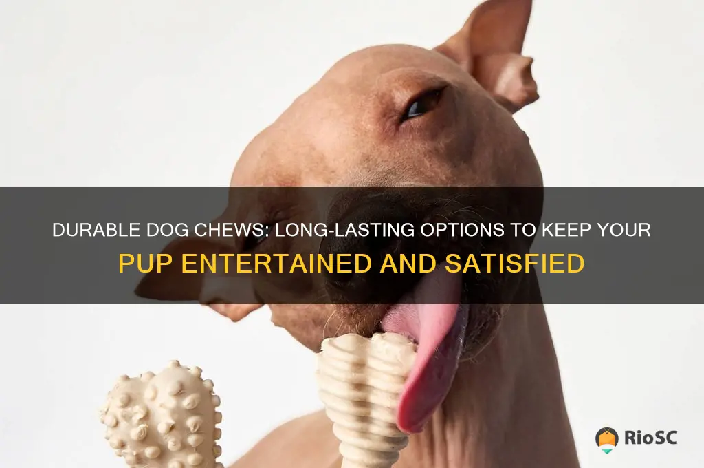 best dog chews that last