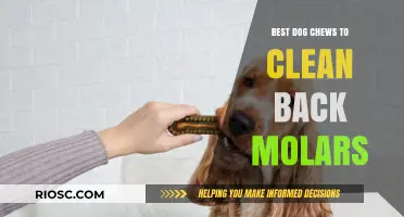 Top Dog Chews for Sparkling Clean Back Molars: Keep Your Pup's Smile Healthy