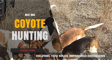 Mastering the Art of Dog Coyote Hunting: Top Tips and Techniques for Success