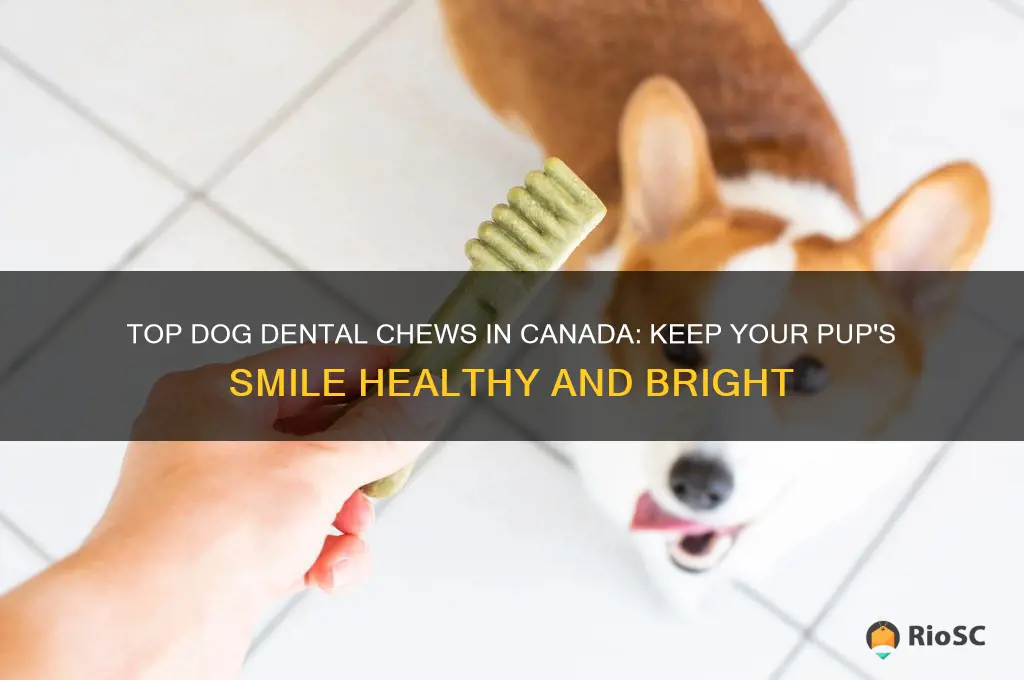 best dog dental chews canada