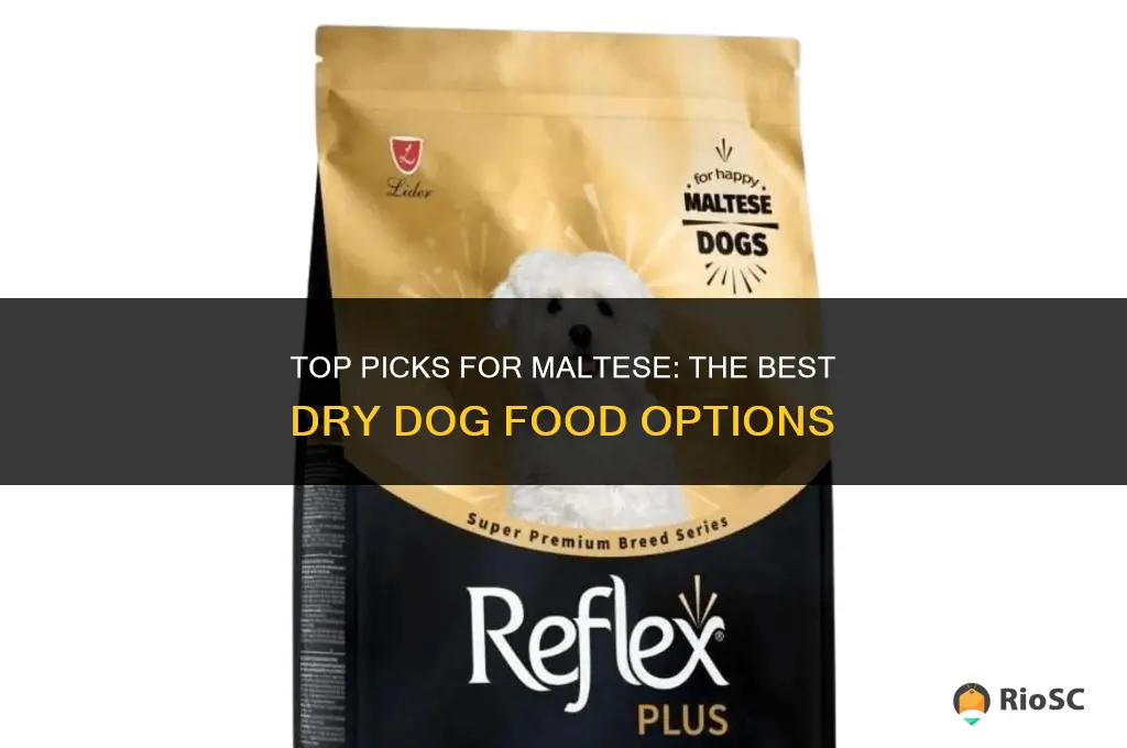 best dog dry food for maltese