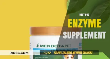 Top Dog Enzyme Supplements: Boost Your Pet's Digestion and Overall Health