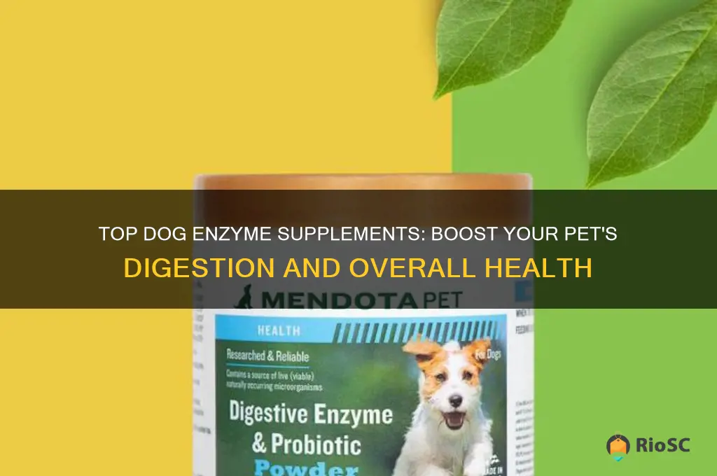 best dog enzyme supplement