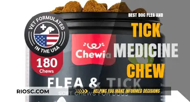 Top Chewable Flea and Tick Treatments for Dogs: Protect Your Pet Safely and Effectively