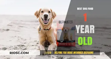Nutrition for Your Furry Friend: Top Dog Food Picks for 1-Year-Old Canines