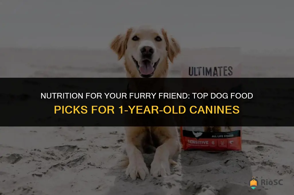 best dog food 1 year old