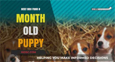 Nourishing Growth: Top Dog Food Picks for Your 8-Month-Old Puppy