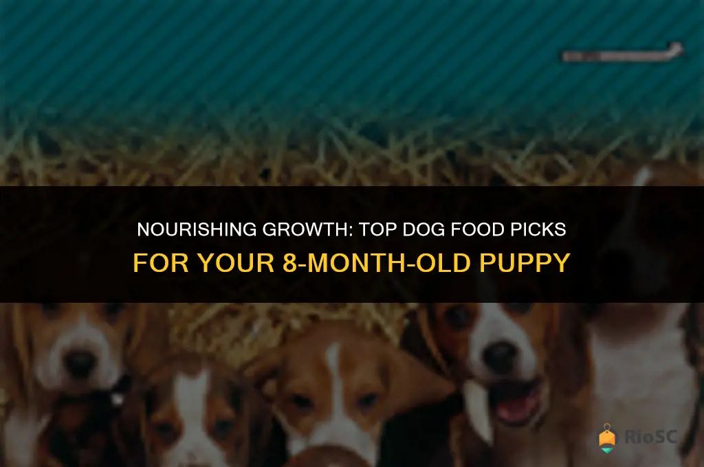 best dog food 8 month old puppy