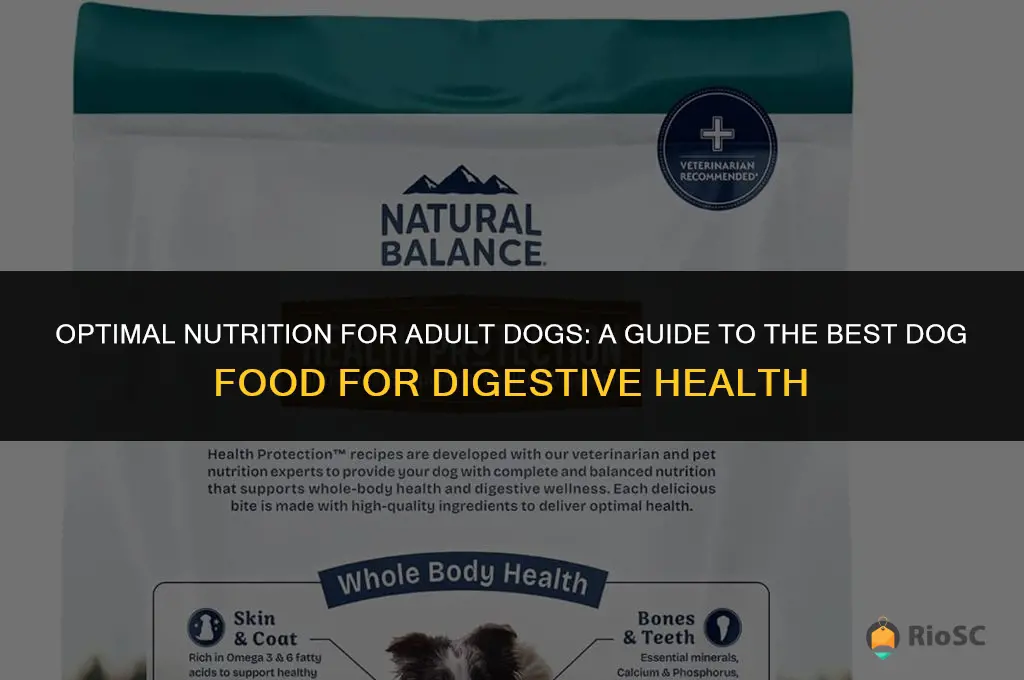best dog food adult digestive