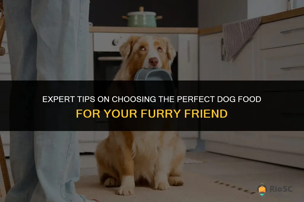 best dog food advice