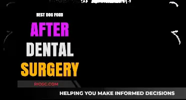 Optimal Nutrition for Canine Recovery: Best Dog Food Choices Post-Dental Surgery