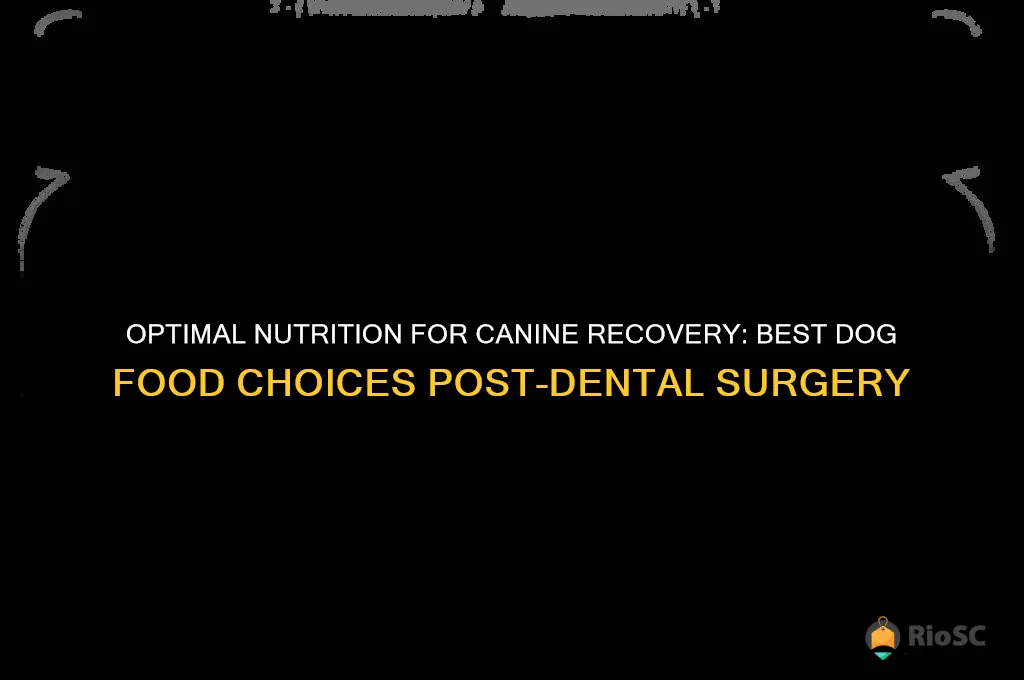 best dog food after dental surgery