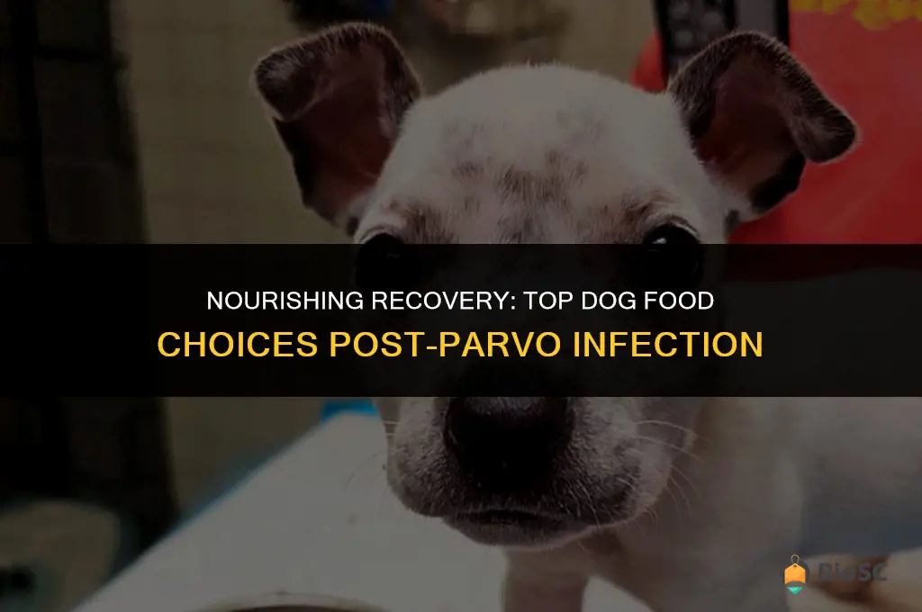 best dog food after parvo