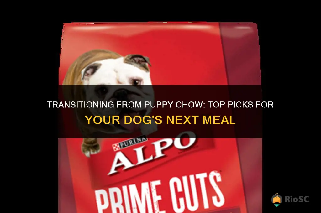 best dog food after puppy food