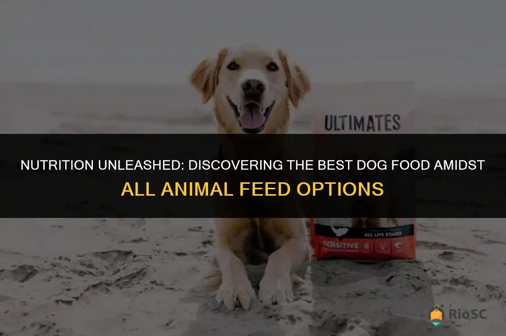 best dog food all animal food