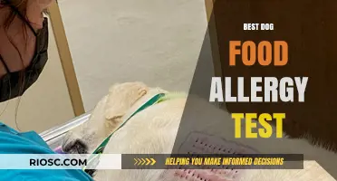 Top Dog Food Allergy Tests: How to Identify Your Pet’s Dietary Sensitivities