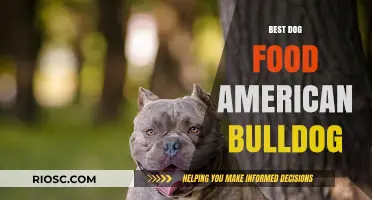 Top Nutrition Picks: Premium Dog Food Options for Your American Bulldog