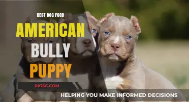 Nourishing Growth: Top Dog Food Picks for American Bully Puppies