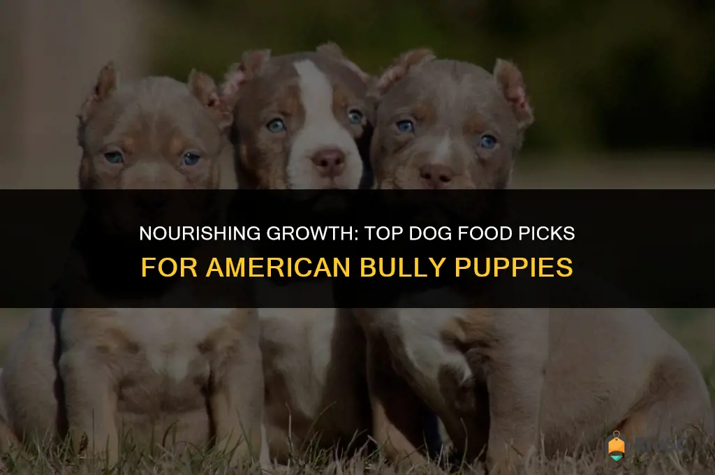 best dog food american bully puppy